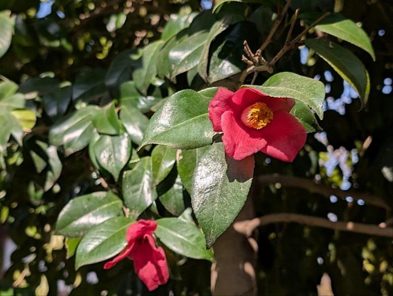 日本山茶為臺灣原生茶花中少見的紅花，東勢林業文化園區及武陵山莊場次皆有贈送。