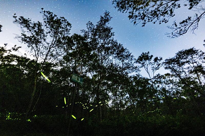 星螢共舞（攝影者林柏偉）