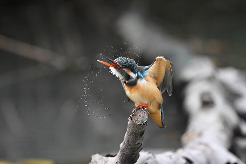 太平溪人工濕地吸引攝影人潮　東環保局倡議「不驚擾、不干擾」