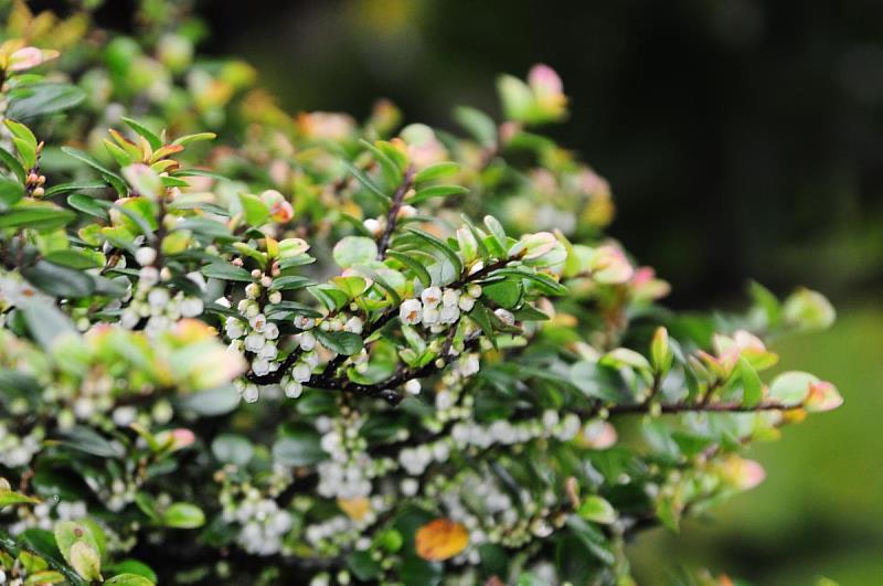 翡翠濱柃木（凹葉柃木）。（財團法人台北市錫瑠環境綠化基金會提供）