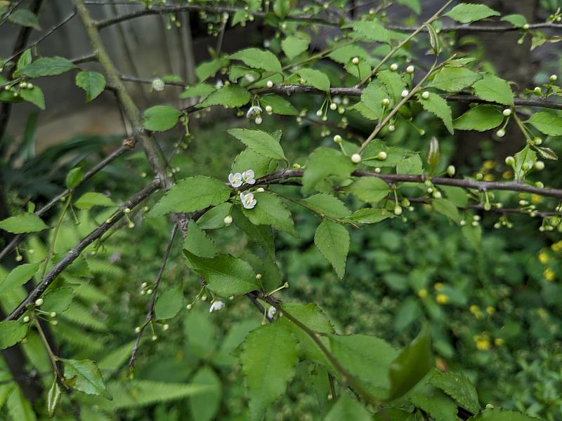 燈稱花。(臺中分署拍攝)