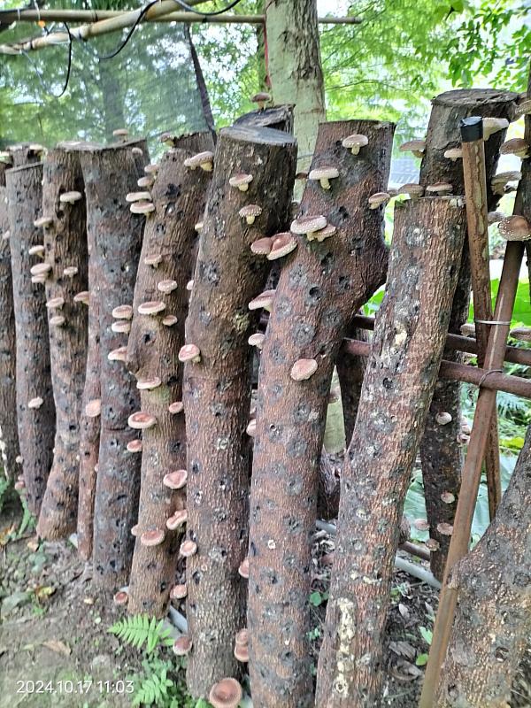 二呆農園林下種植段木香菇。