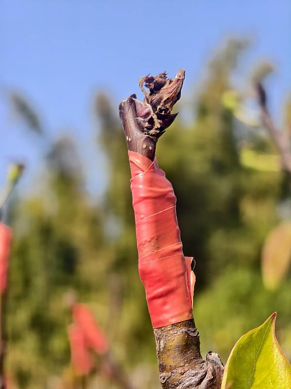 115年1月低溫竹崎、民雄鄉高接梨穗現金救助 即日起至4月9日受理申請