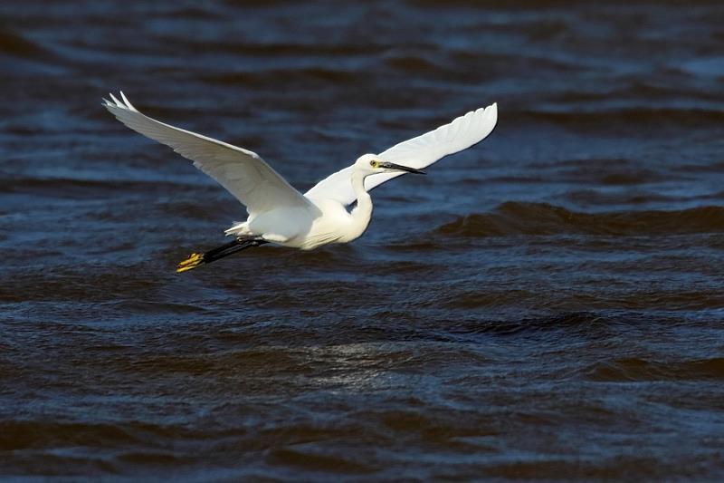 溪埔子人工濕地小白鷺飛翔。