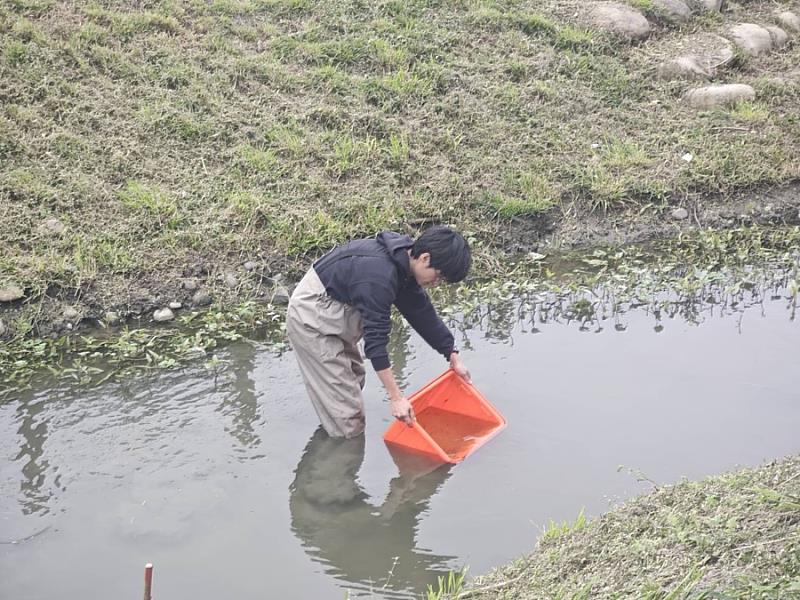 溪埔子人工濕地生態教學池螢火蟲復育中。