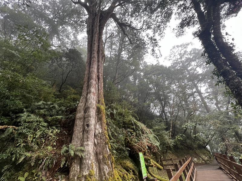 拉拉山國家森林遊樂區。（新竹分署提供）
