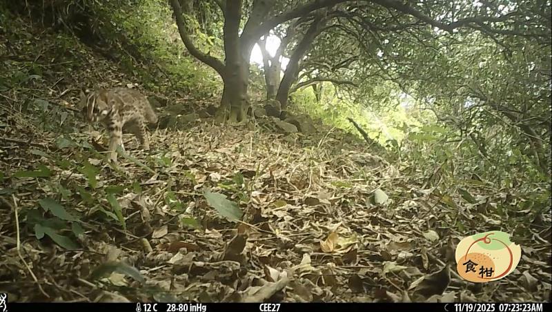 「食柑農場」採草生、友善耕作方式，已通過友善石虎農作標章、綠保標章認證，場域多次記錄到石虎出沒，成為淺山生態廊道的重要節點。（圖為石虎/陸巧嵐攝）
