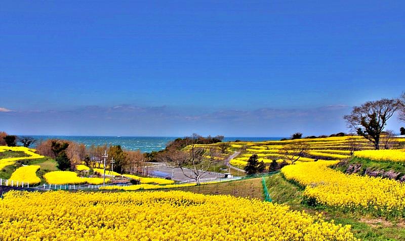 金黃花海與湛藍的周防灘相互輝映,交織出一幅令人屏息的春日絕景。