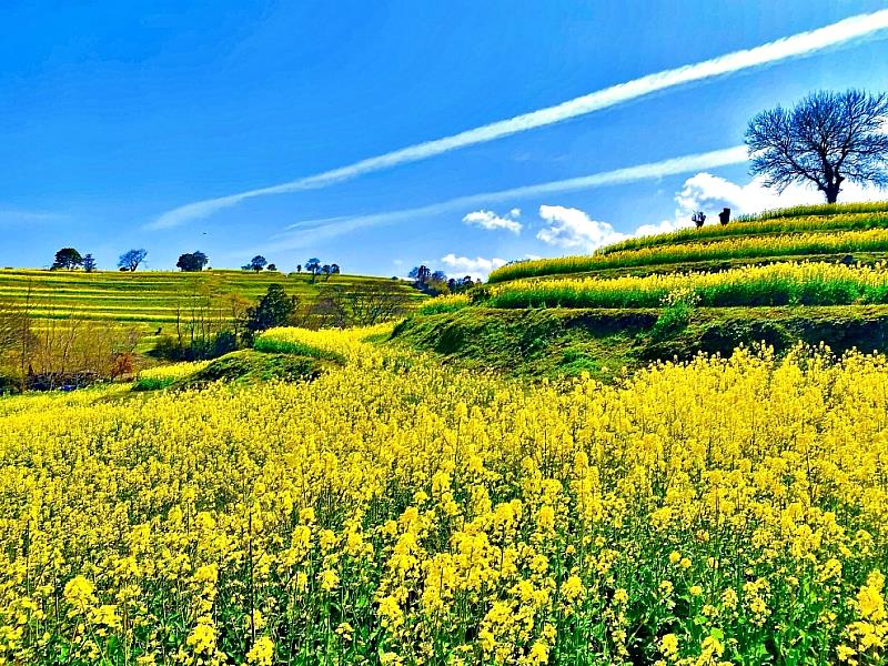 日本大分縣春日絕景 長崎鼻兩千萬株油菜花海的浪漫盛宴