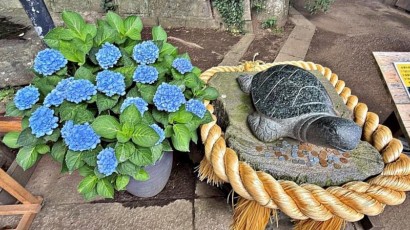 此參拜時絕對不要錯過到幸運的石龜前，摸摸它的頭和身體，據說好運會上升喔！