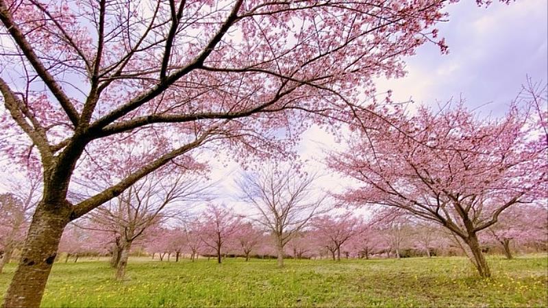 「枝垂櫻之里」植有約2600棵櫻花,6種不同品種,如大漁櫻、小松乙女、陽光櫻、八重紅枝垂櫻、思川櫻與八重櫻等,其中約 300棵枝垂櫻更是西日本最大級規模。