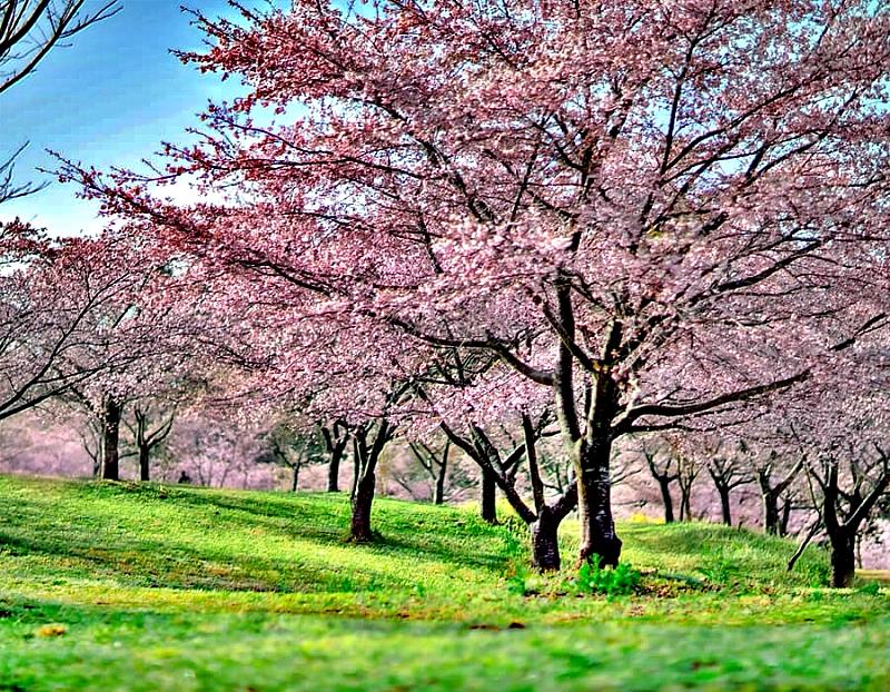 西日本最大級櫻花海！ 大分縣長湯溫泉「枝垂櫻之里」