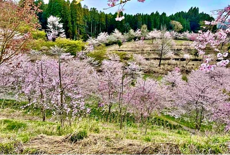這座賞櫻名所的誕生是當地居民與NPO團體花費約15年時間開墾山坡、栽培櫻花,將原本的自然山地打造為面積約10公頃、相當於東京巨蛋約兩倍大小的櫻花公園。