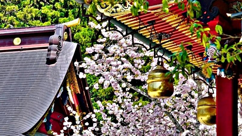 神社境內有鹽竈櫻、染井吉野櫻、重瓣櫻等約40種櫻花，開花時期大約在4月中旬左右。