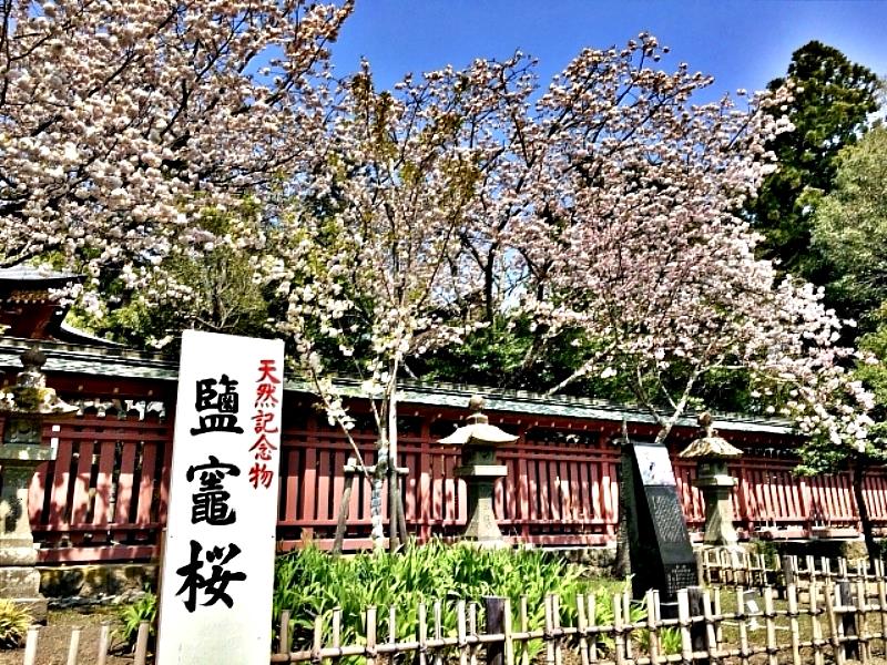 神社境內的鹽竈櫻為大型重瓣櫻，花色比染井吉野櫻深紅，一朵有35至50片淡粉紅色花瓣，非常華麗，被指定為國家天然紀念物。