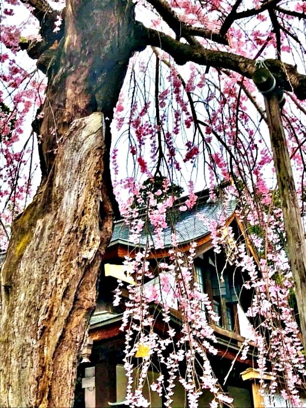 鹽竈櫻被指定為國家天然紀念物。