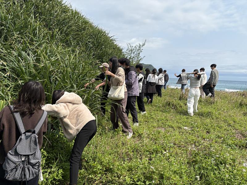 學生採集林投葉。