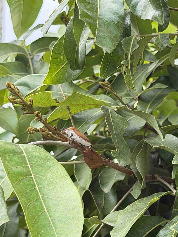 荔枝椿象化學共同防治期已結束 荔枝及龍眼盛花期請停止施藥