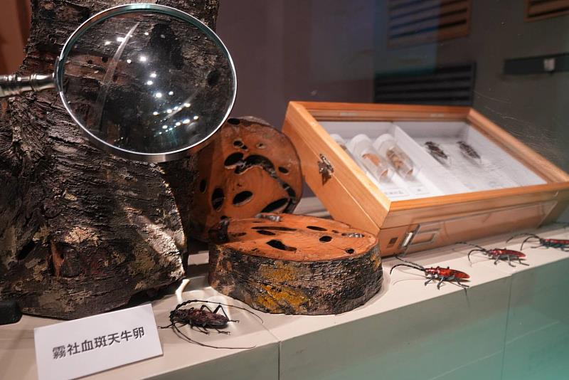 圖說:展區特別將物種實體標本及擬真模型搬到現場,讓民眾能近距離觀賞這些平時難以瞥見的珍貴物種。圖為三級保育類霧社血斑天牛標本。