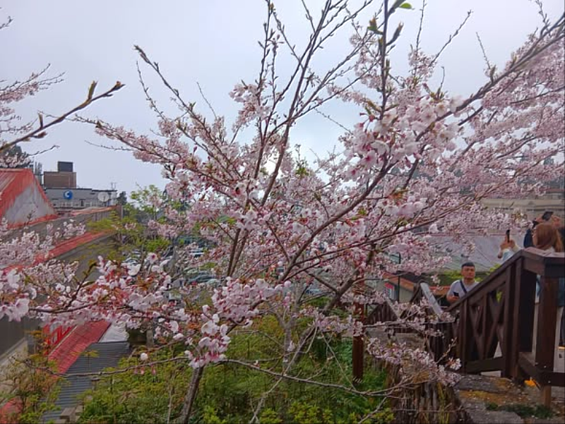走入櫻花間，開啟五感知覺與幸福之旅。