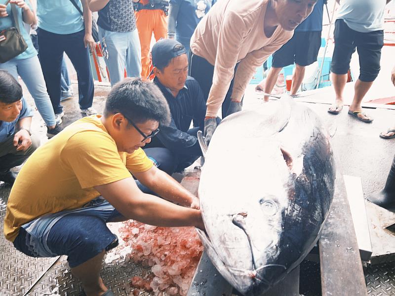 捕獲臺東第一尾黑鮪魚 縣府補助20萬獎金即將開跑了