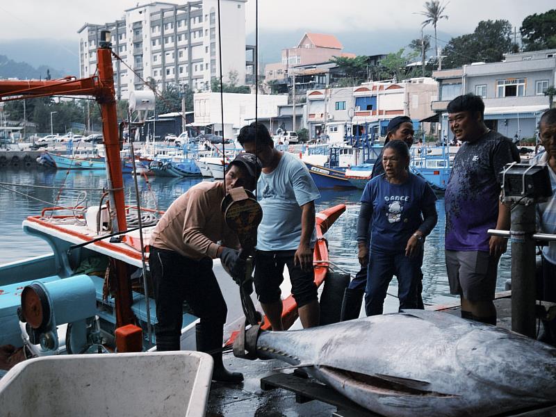 捕獲臺東第一尾黑鮪魚 縣府補助20萬獎金即將開跑了