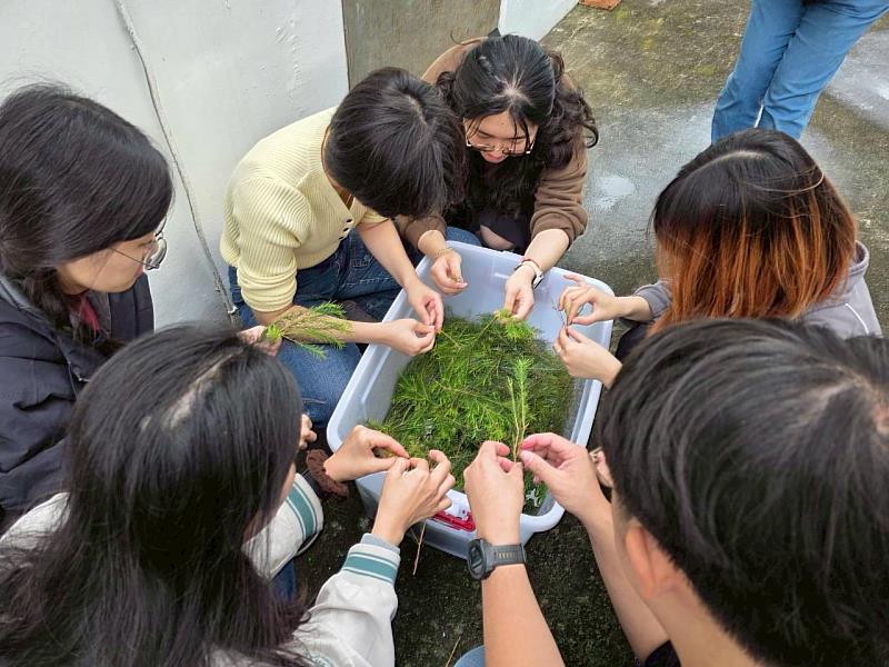 採摘茶樹後清洗。