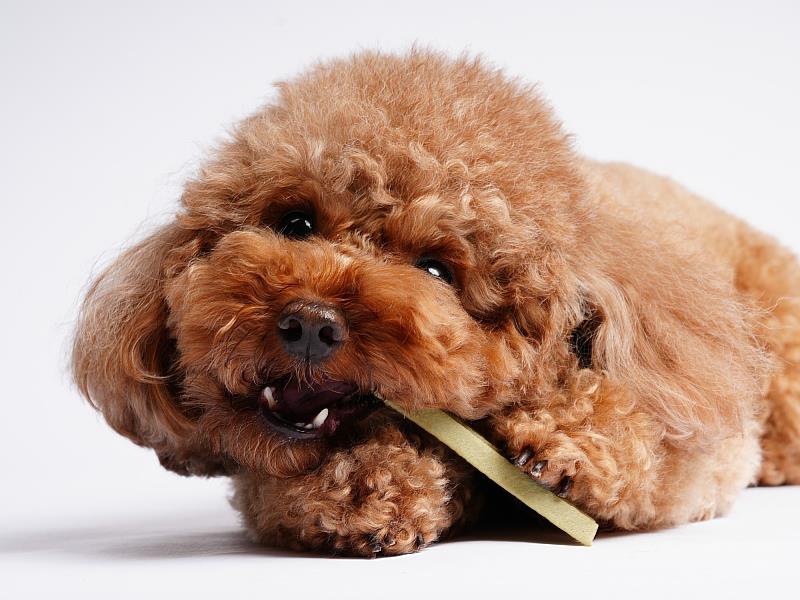 倍力潔牙片幫助減少毛孩口臭 寵物展送柴語錄燈箱抽iPhone