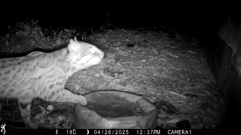 食柑農場自主架設的紅外線自動相機拍攝到石虎出沒。（食柑農場提供）