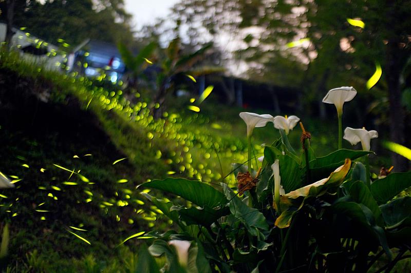 梅山鄉瑞里村－螢火蟲季