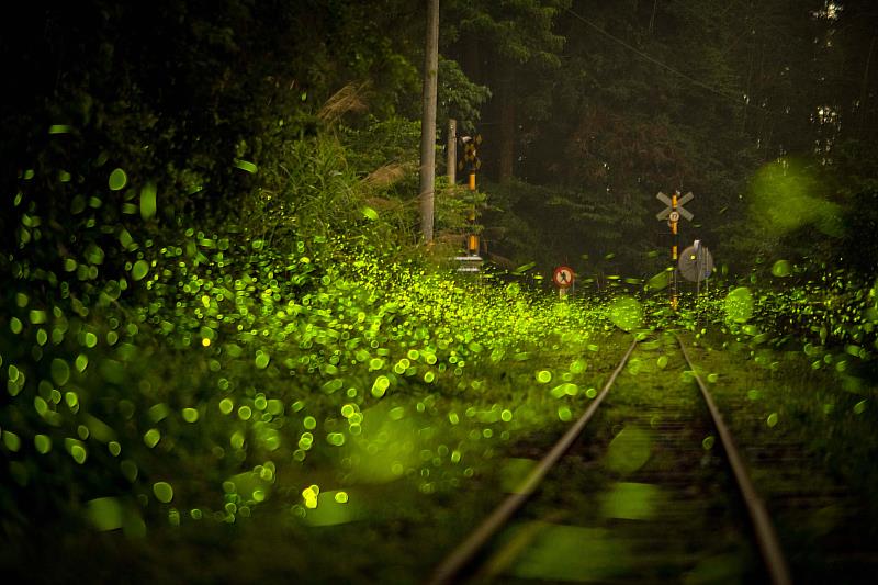 鐵道螢火蟲