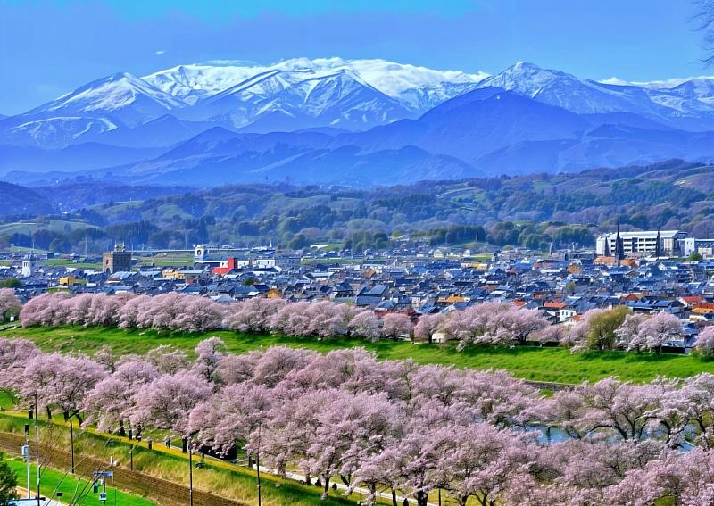 日本東北第一賞櫻名所 白石川堤一目千本櫻、船岡城址公園