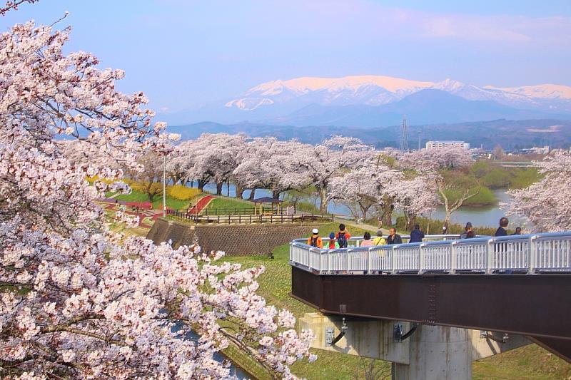 在櫻花盛開的4月會舉辦「大河原櫻花祭」,有「賞花便當」販售以及各種攤位,2026年於4月1日至14日舉行,日落之後,還可以欣賞到燈光點綴的夜櫻。