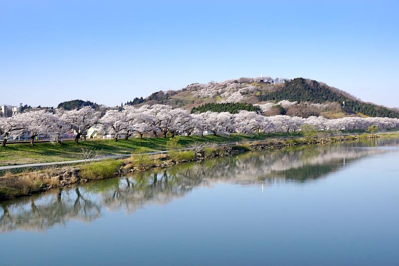 船岡城址公園被選為宮城縣的「櫻花百選名所」。