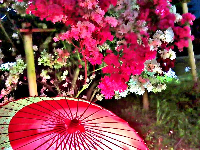 遊客不僅能漫步於花徑之間，感受春風拂面的愜意，更能登高遠眺，將整座公園的壯麗花海盡收眼底。