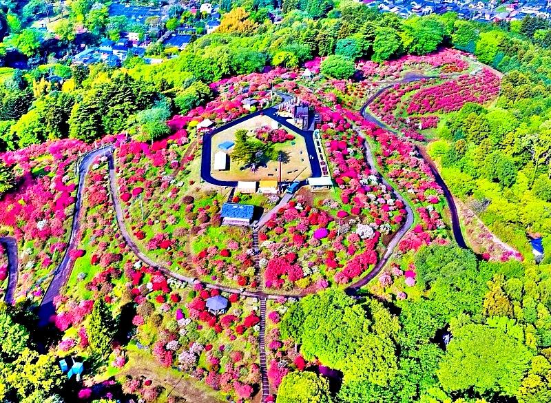 「笠間杜鵑花祭」將於2026年4月11日至5月6日盛大舉行。遊客不僅能漫步於花徑之間，感受春風拂面的愜意，更能登高遠眺，將整座公園的壯麗花海盡收眼底。