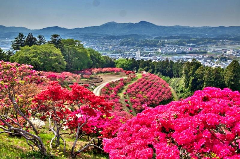 花祭期間，園區周邊亦會舉辦各式在地文化活動，讓訪客在欣賞自然之美的同時，也能細細品味笠間獨有的歷史人文氣息。