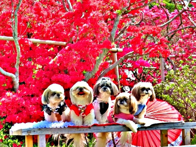 茨城縣「笠間杜鵑花祭」 滿山錦繡花海景致絕美