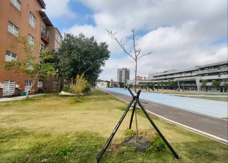 育賢國中櫻花植栽補植