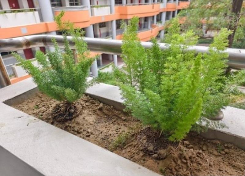 虎林國小傳統武竹花臺植栽