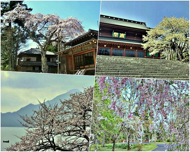 從世界遺產「日光的社寺」的設施、溫泉街的林蔭大道,到遙望雄偉的中禪寺湖的山櫻,再到秘境的植物園等各種花卉觀賞點,可以盡情享受與日光文化和歷史共生的櫻花。