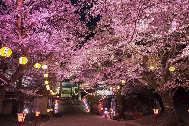 鬼怒川溫泉街的護國神社,是鬼怒川地區首屈一指的櫻花景點。