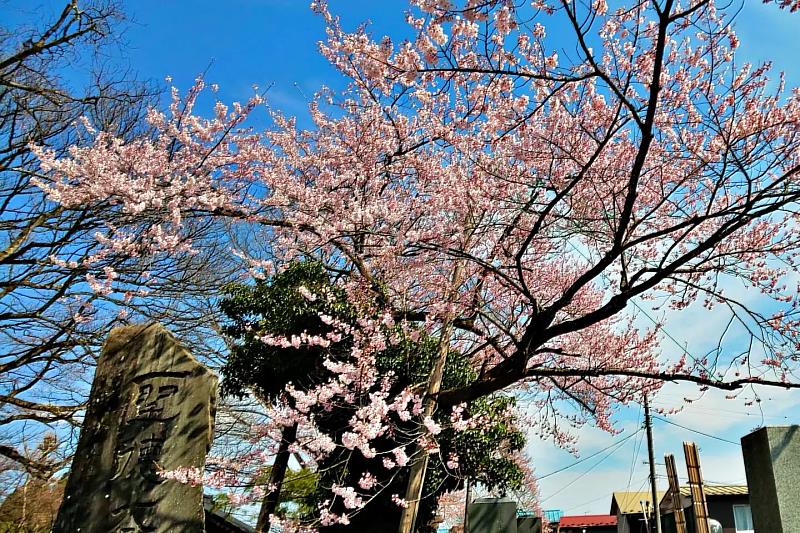 超過200年的「如來寺的妖怪櫻」，是此區最早開花的櫻花名木，深受鄰近鄉里的人們喜愛。