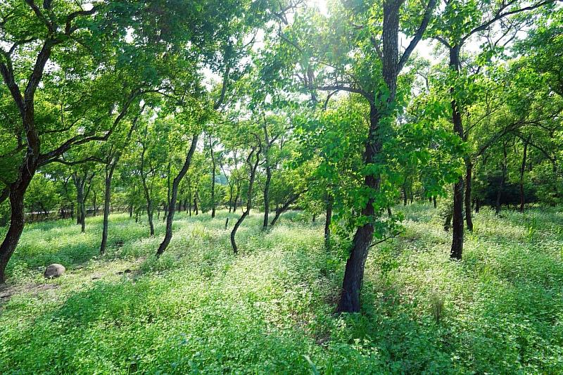 屏東高樹泰和農場平地造林地。（王力平攝影）