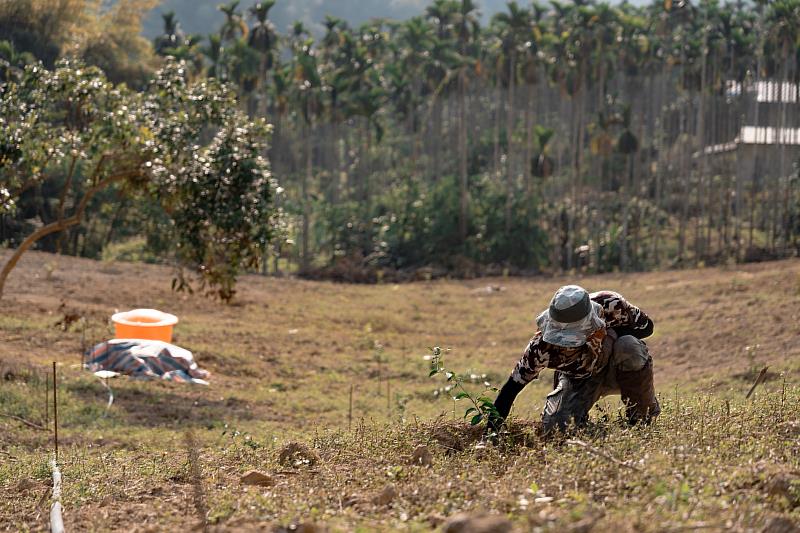 農糧署近年積極推動檳榔廢園轉作政策。