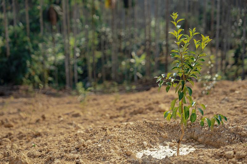 檳榔廢園轉作再升級 農糧署多元輔導助農友轉出健康新價值