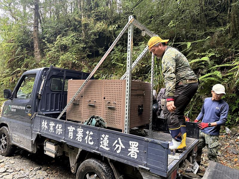 工作人員進行黑熊野放前整備作業,確保作業安全與順利。