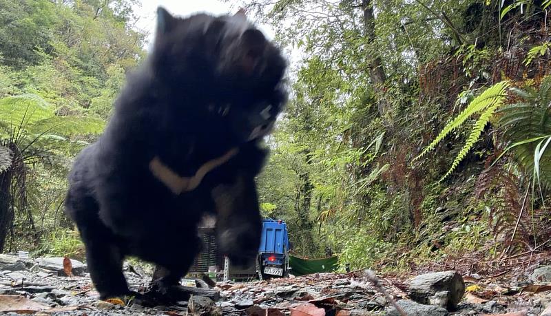 母熊烏莉（Uli）順利野放，重返山林環境。