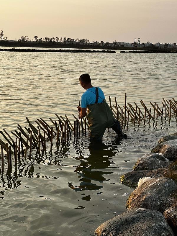 布袋鹽田設立護鳥圍籬 守護小燕鷗重要繁殖棲地