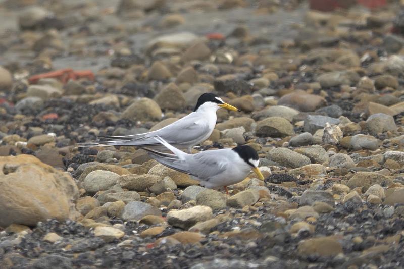小燕鷗。（邱彩綢攝）
